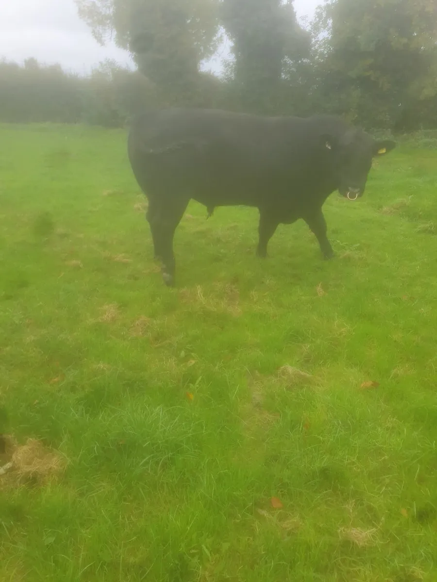 Aberdeen Angus Bull - Image 2