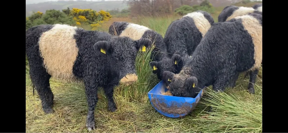 Belted Galloway Heifers - Image 3