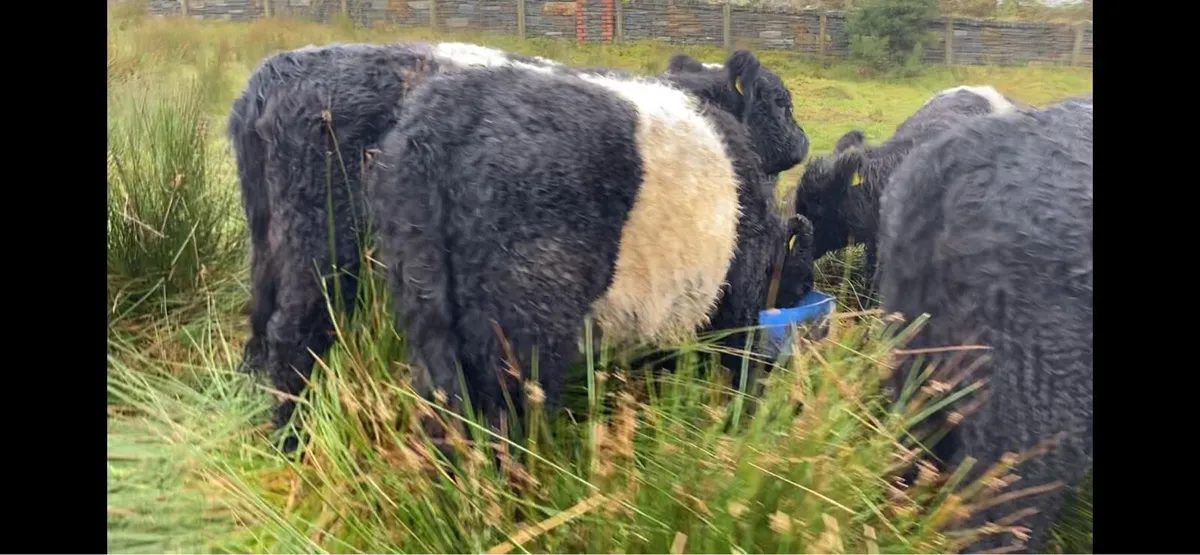 Belted Galloway Heifers - Image 4