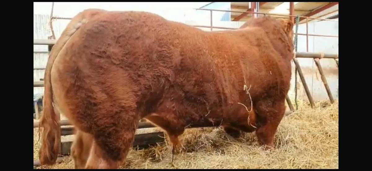 Pedigree Limousin Bull - Image 2