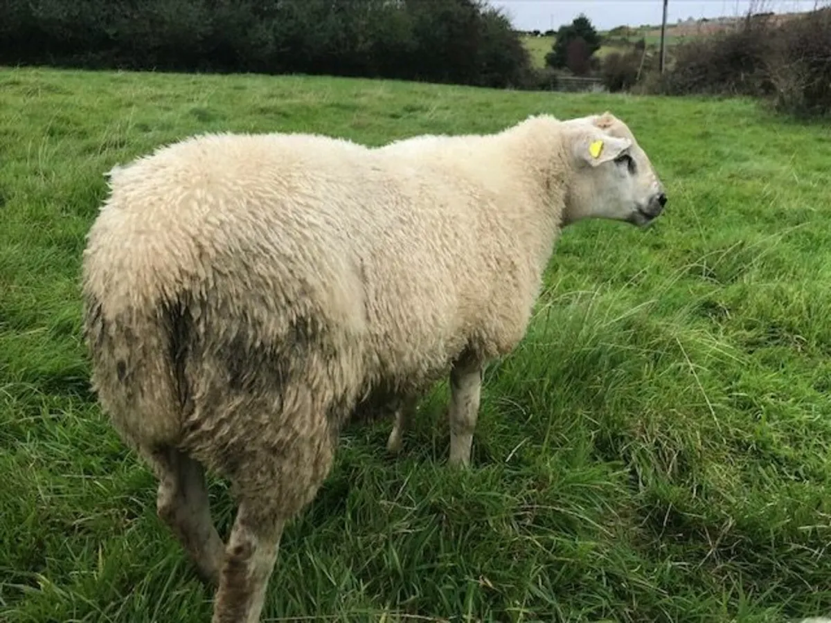 Cross Bred Feb 2025 ram lamb for sale - Image 4