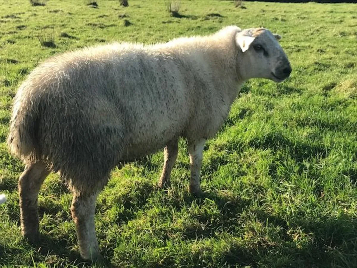 Cross Bred Feb 2025 ram lamb for sale - Image 2
