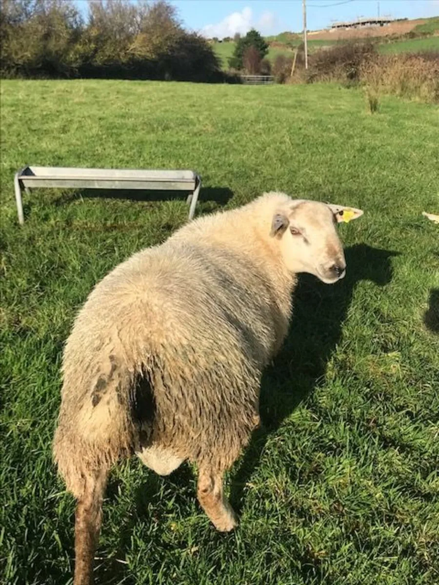 Cross Bred Feb 2025 ram lamb for sale - Image 1