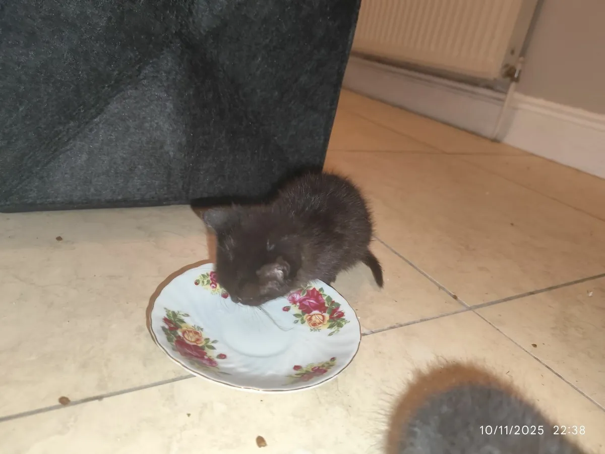 Hand-Reared litter trained young cats (x3) - Image 2