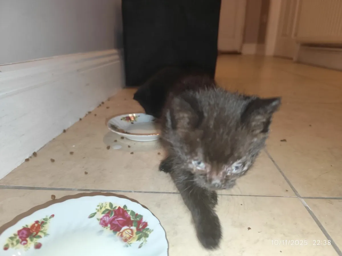 Hand-Reared litter trained young cats (x3) - Image 3