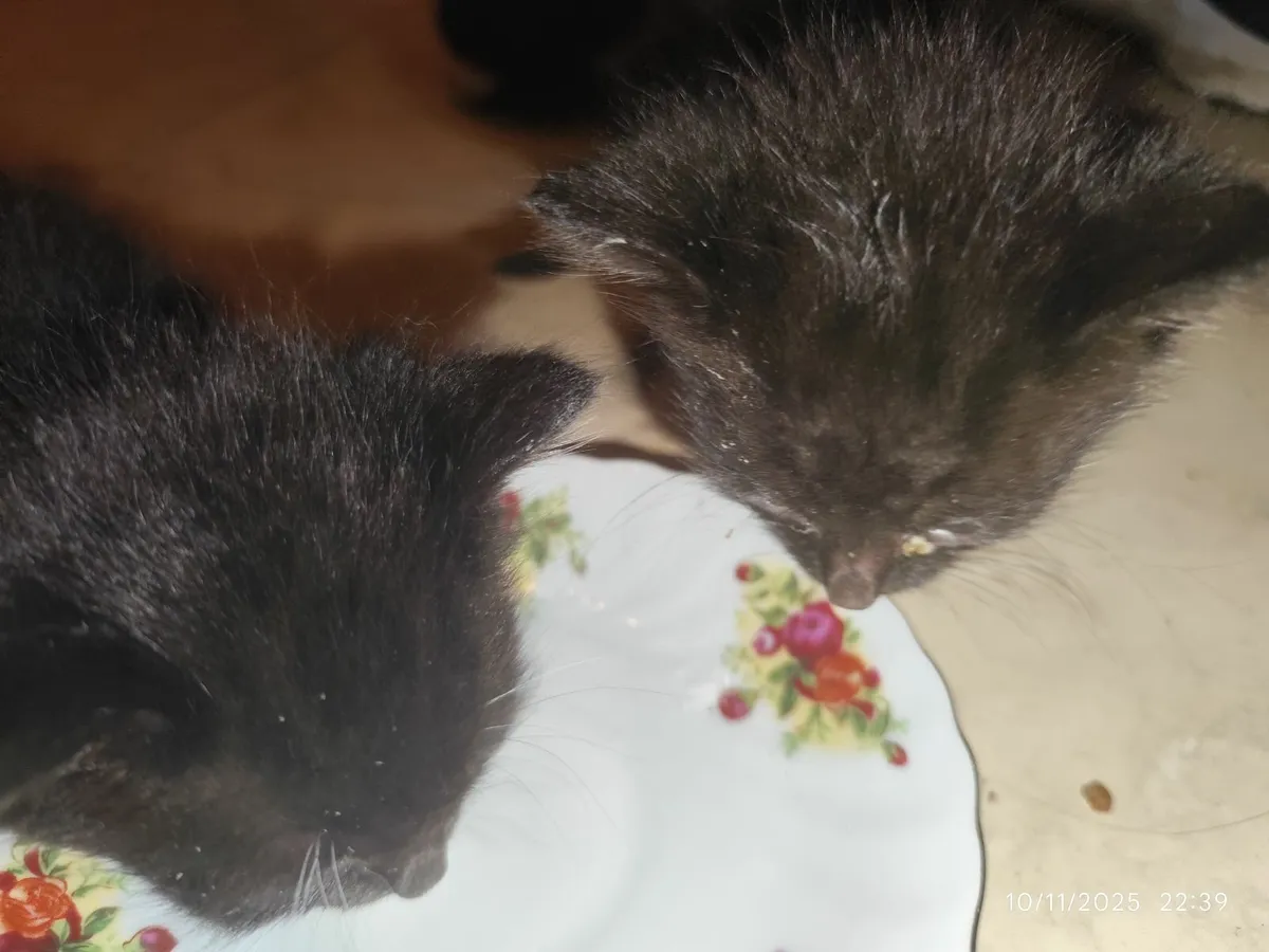Hand-Reared litter trained young cats (x3) - Image 4