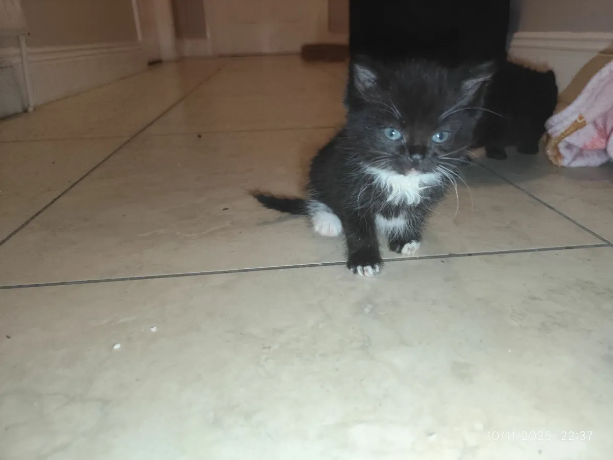 Hand-Reared litter trained young cats (x3) - Image 1