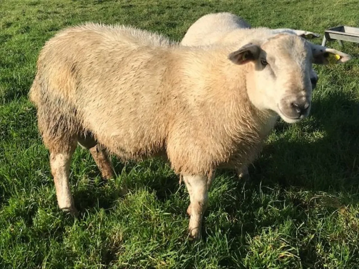 Cross Bred Feb 2025 ram lamb for sale - Image 3