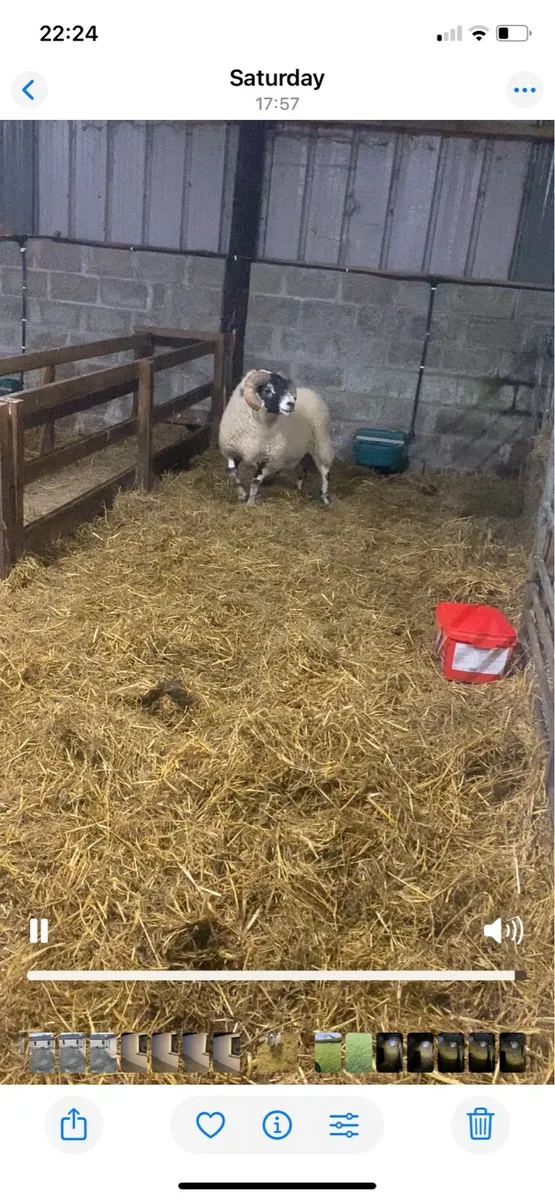 Pure Bred Lanark Ram - Image 2