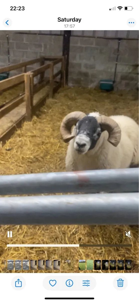 Pure Bred Lanark Ram - Image 3