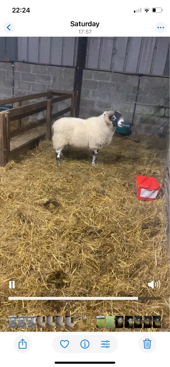 Pure Bred Lanark Ram - Image 1