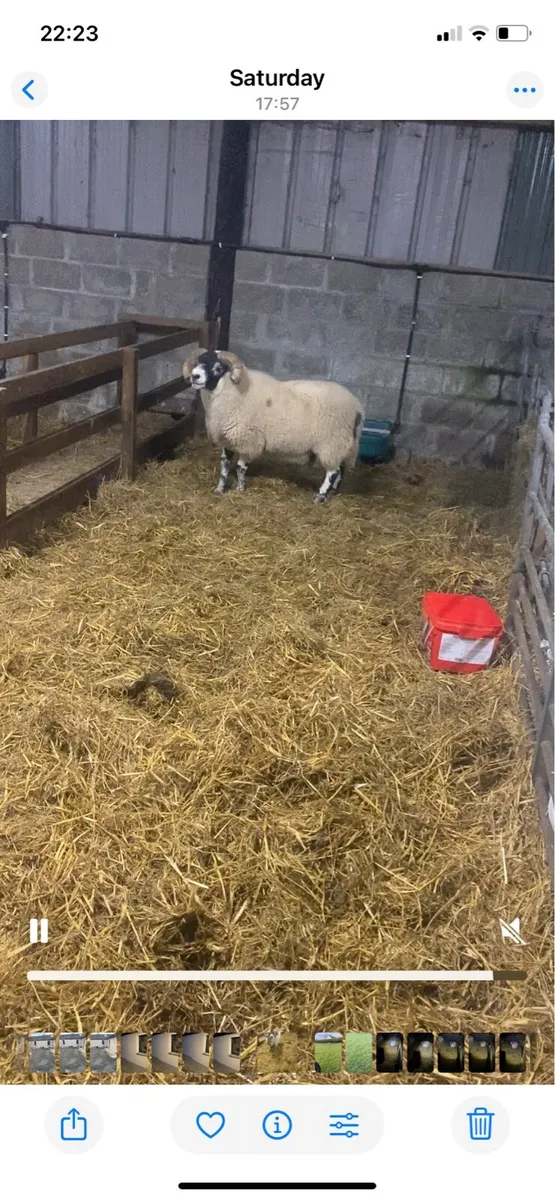 Pure Bred Lanark Ram - Image 4