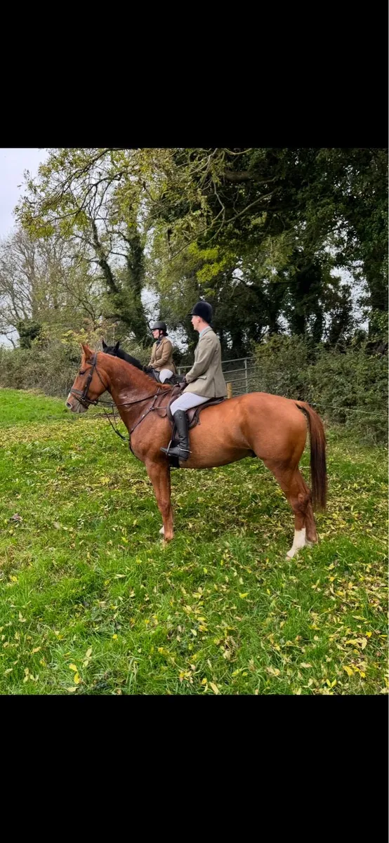 Horses for sale-Jump/ Hunt/ family/ show/ youngste - Image 1