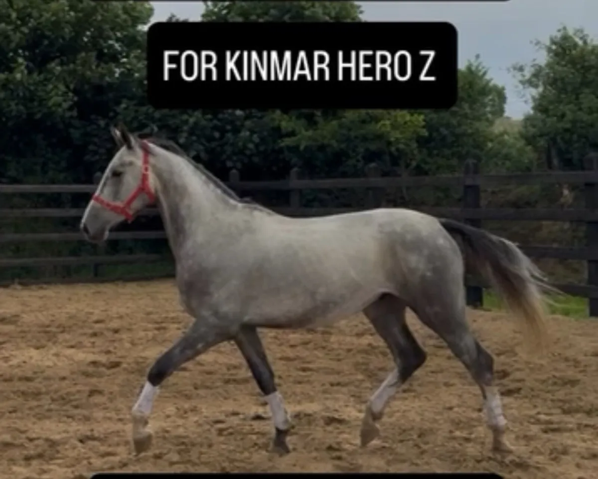 Horses for sale-Jump/ Hunt/ family/ show/ youngste - Image 2