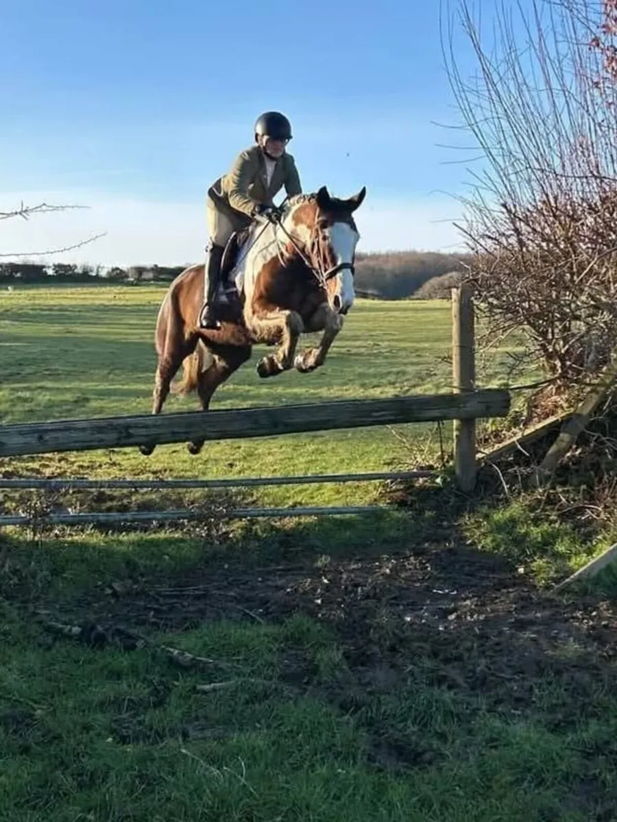 Horses for sale-Jump/ Hunt/ family/ show/ youngste - Image 3