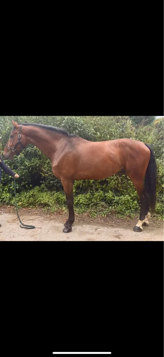 Horses for sale-Jump/ Hunt/ family/ show/ youngste - Image 4