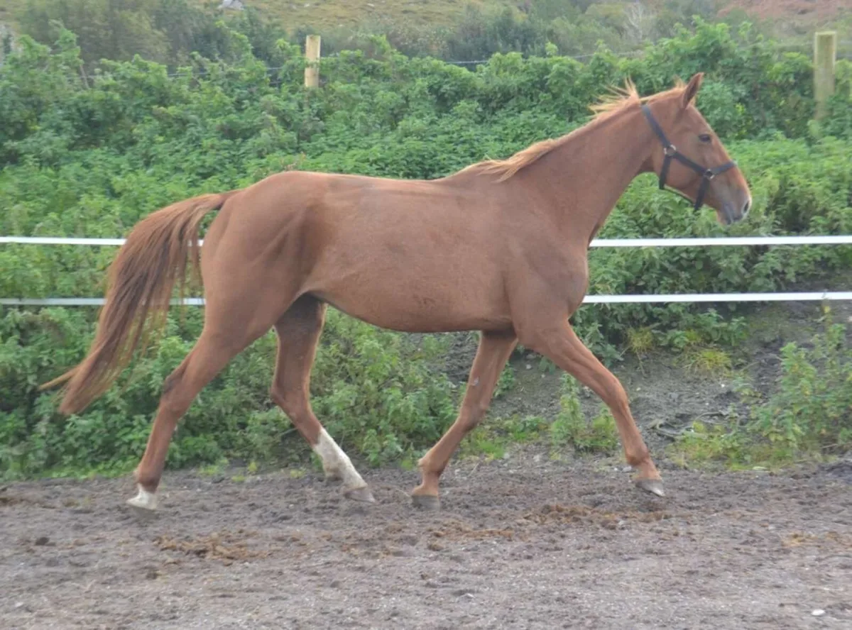 15.1 6yr old mare - Image 2