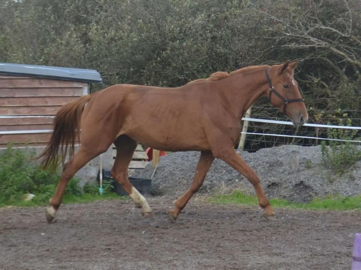 15.1 6yr old mare - Image 3