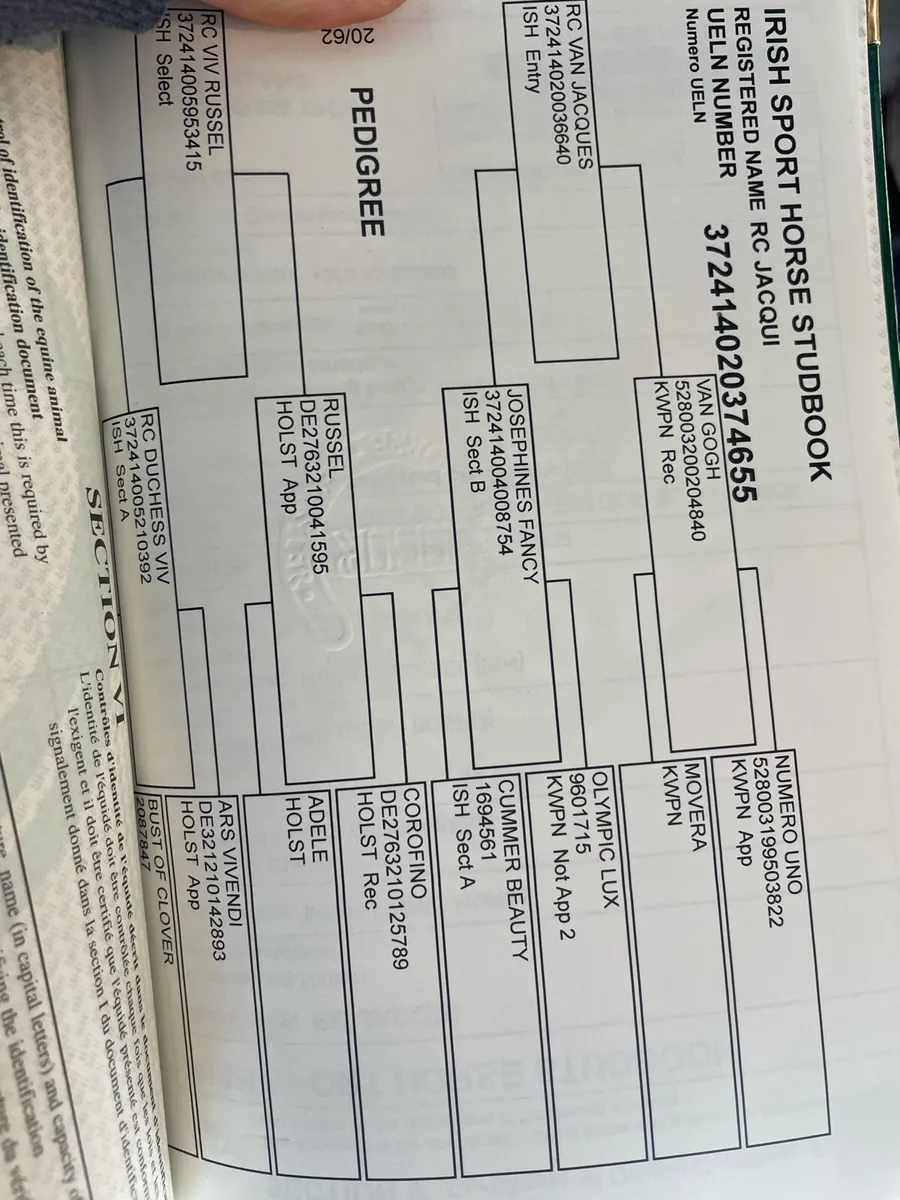 15.1 6yr old mare - Image 4