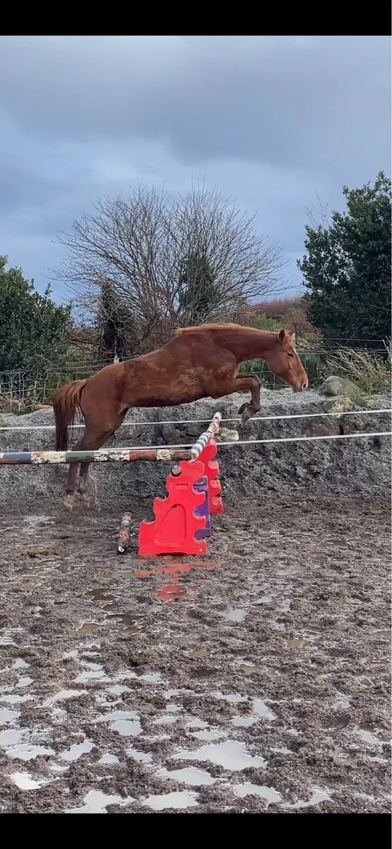 15.1 6yr old mare - Image 1