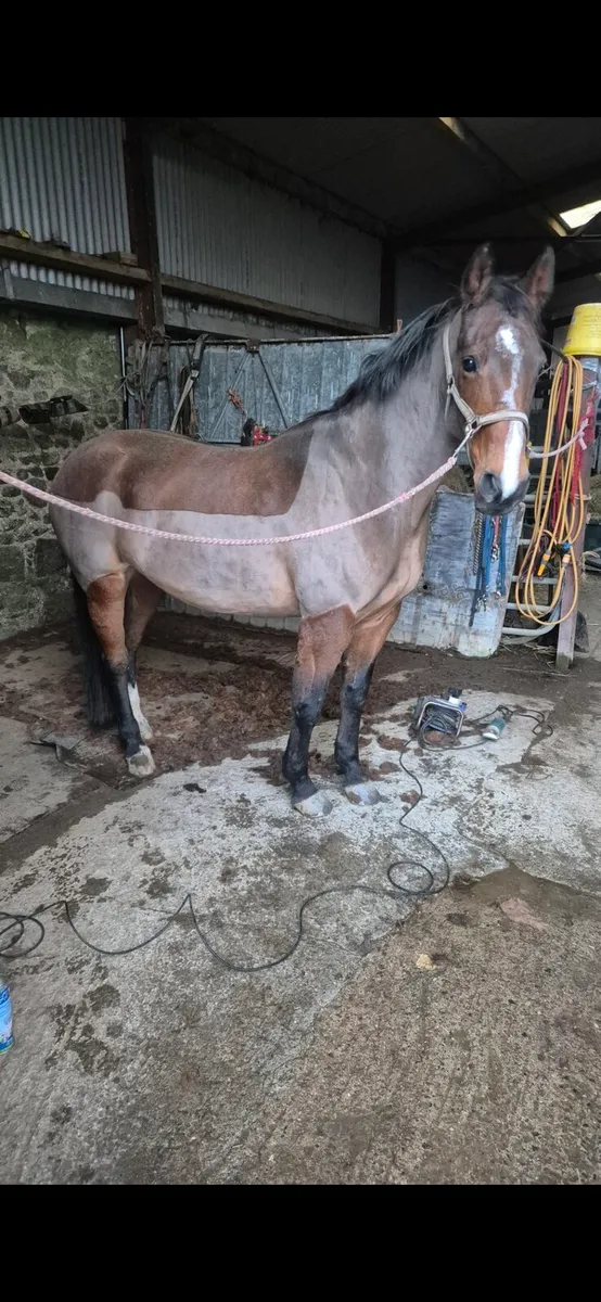 Horse clipping - Image 2