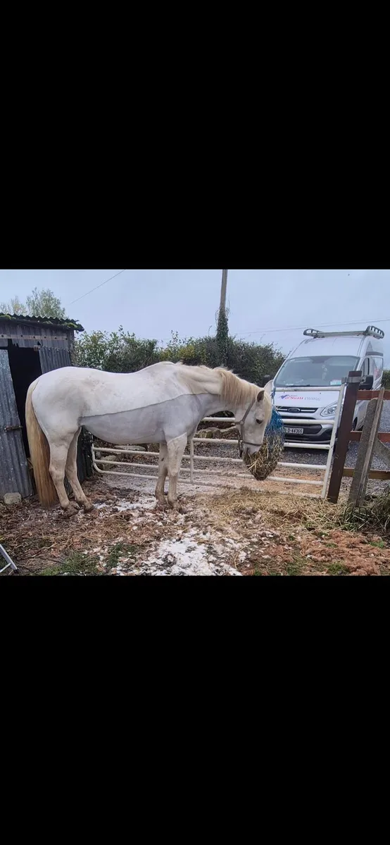 Horse clipping - Image 3