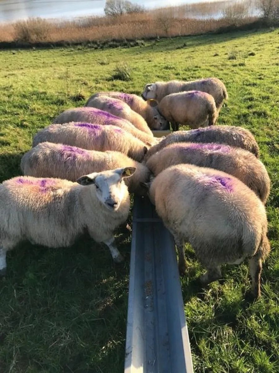 11 ram lambs for sale - Image 1