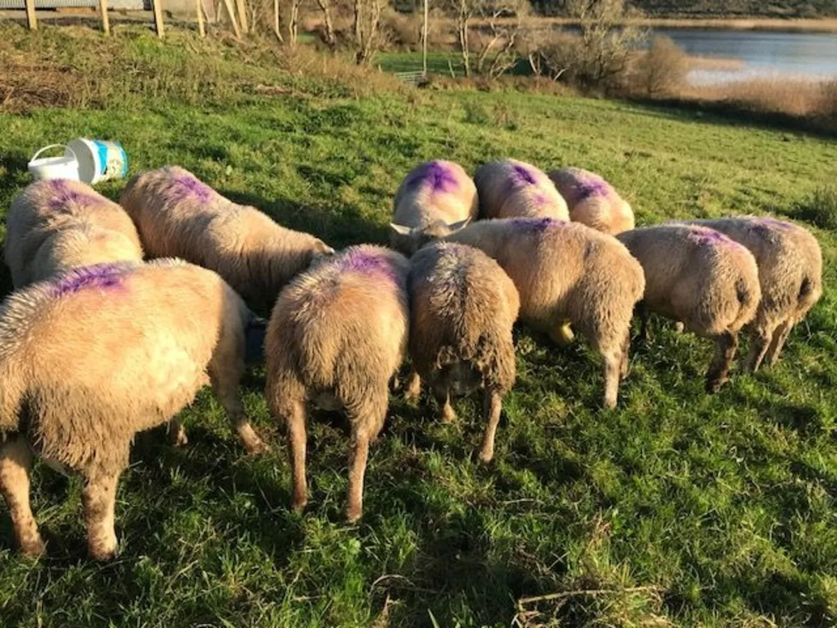 11 ram lambs for sale - Image 2
