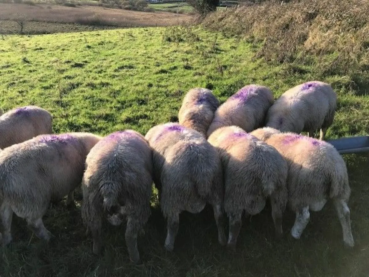 11 ram lambs for sale - Image 3