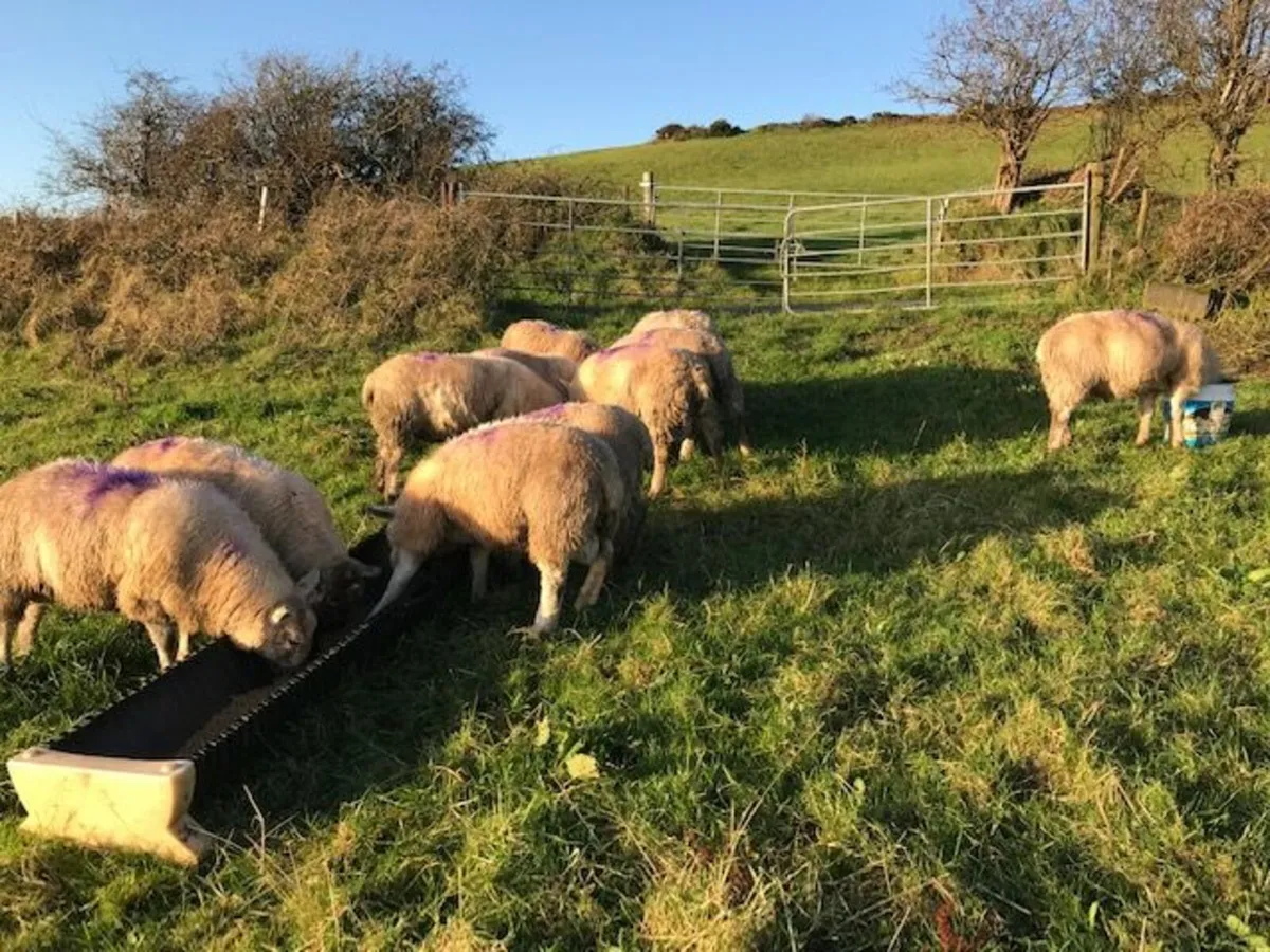11 ram lambs for sale - Image 4
