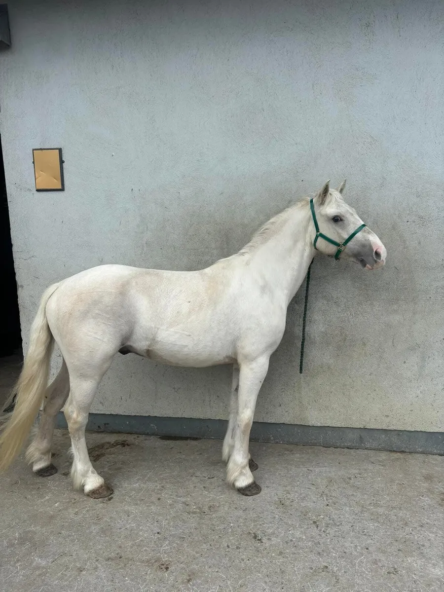 Half bred gelding - Image 1