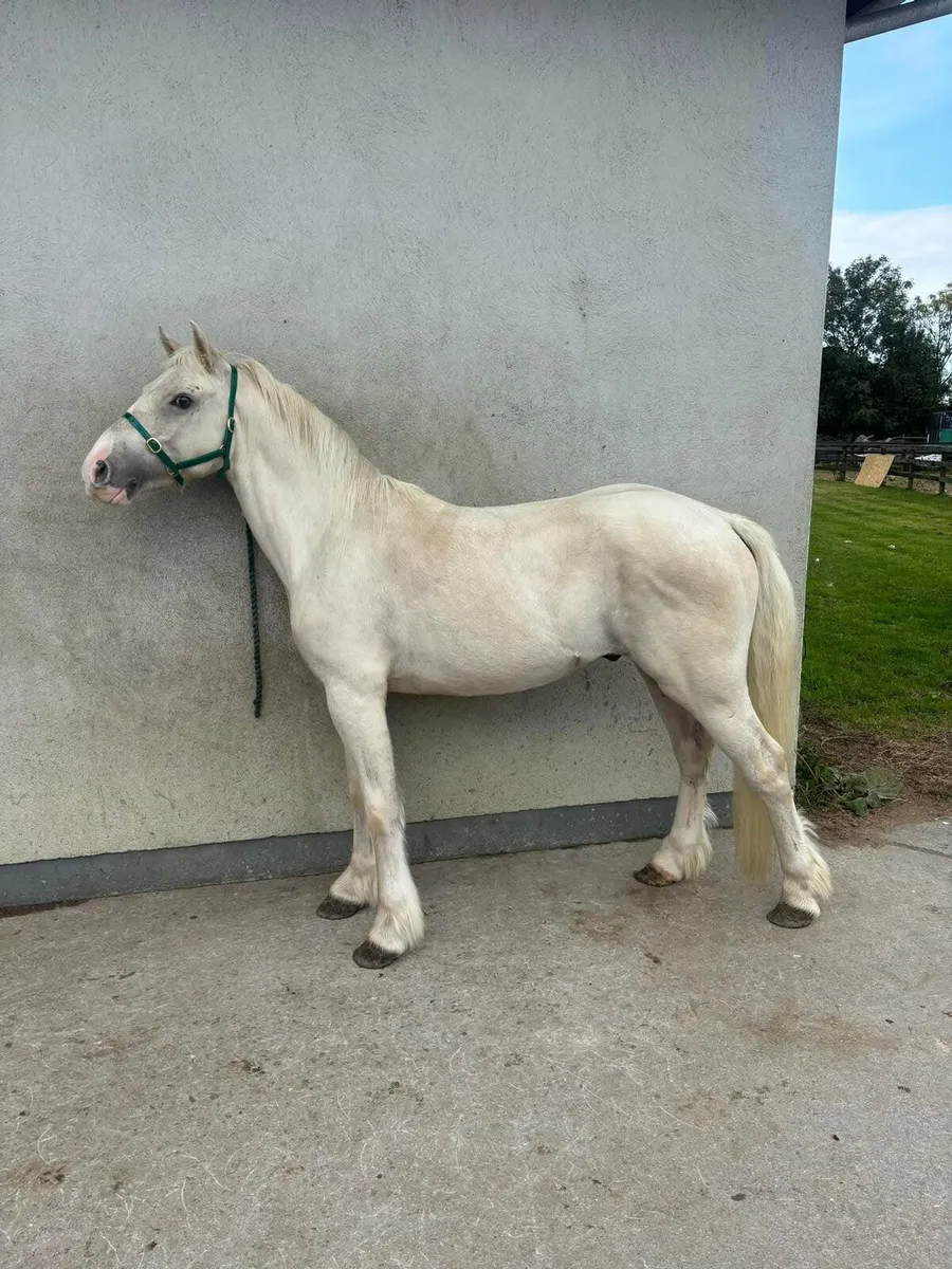 Half bred gelding - Image 2
