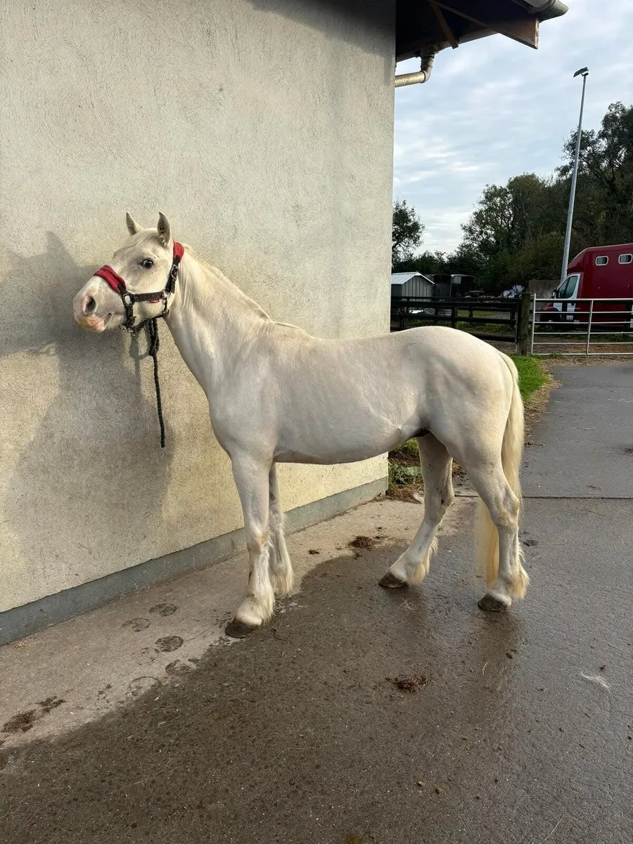 Half bred gelding - Image 3