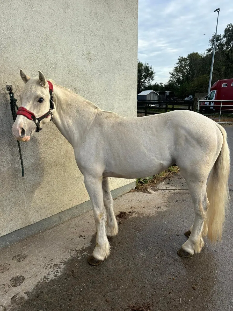 Half bred gelding - Image 4