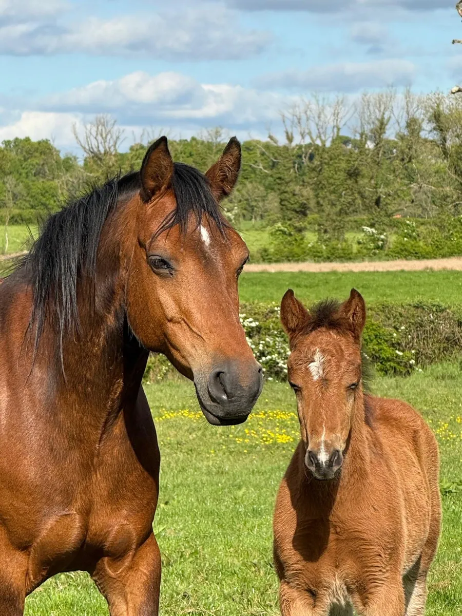 8yr old mare by moonlight silver shadow - Image 2