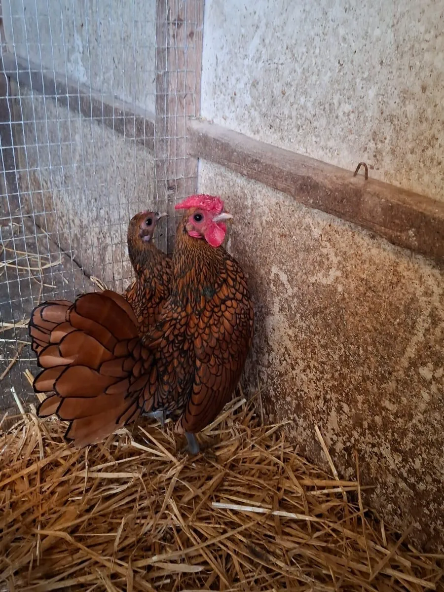 Seabrights - Image 1