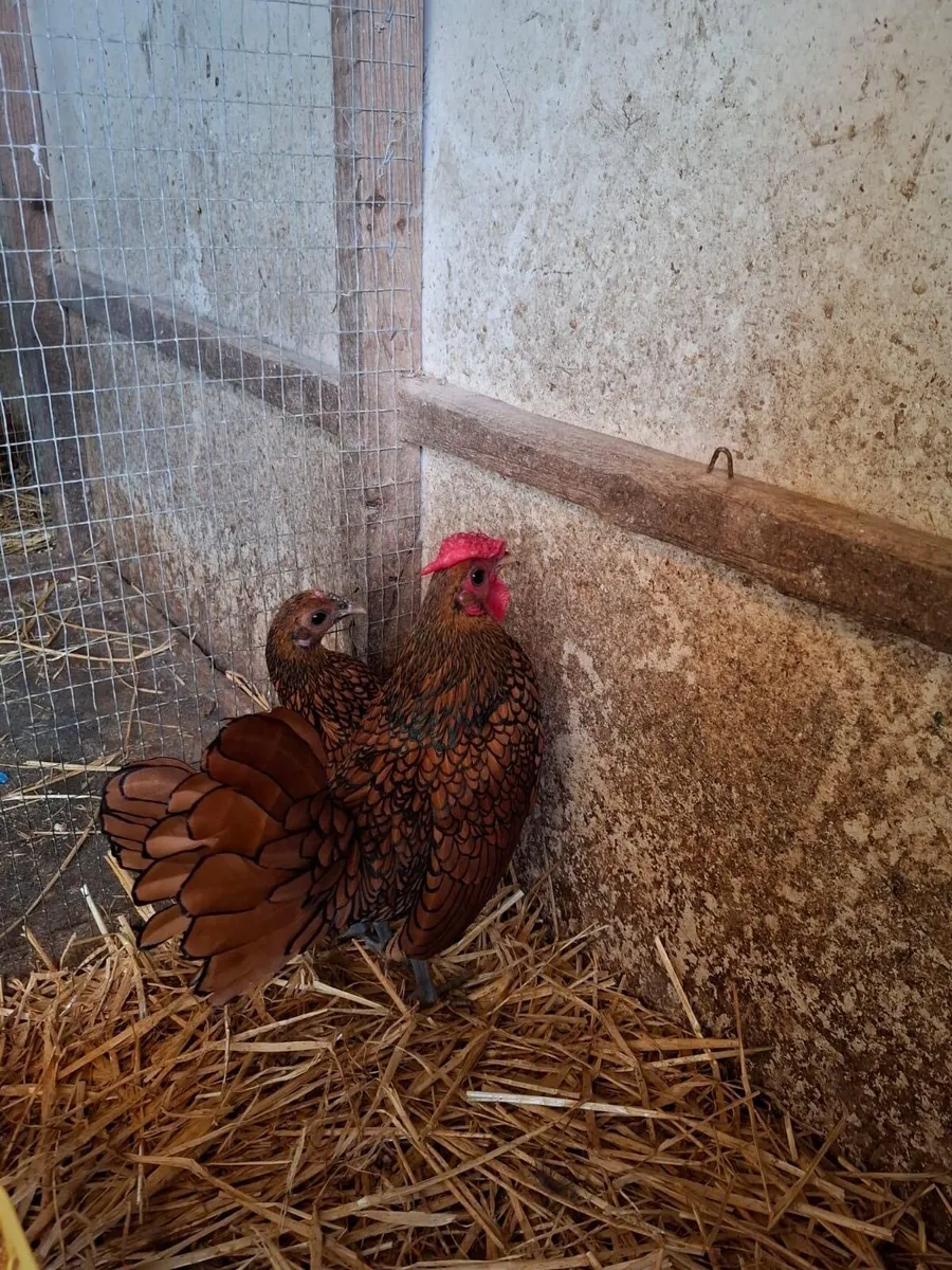 Seabrights - Image 2