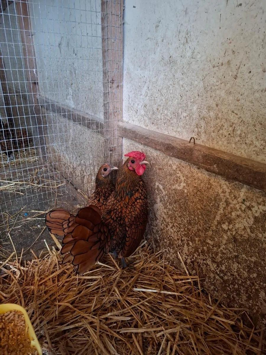 Seabrights - Image 3