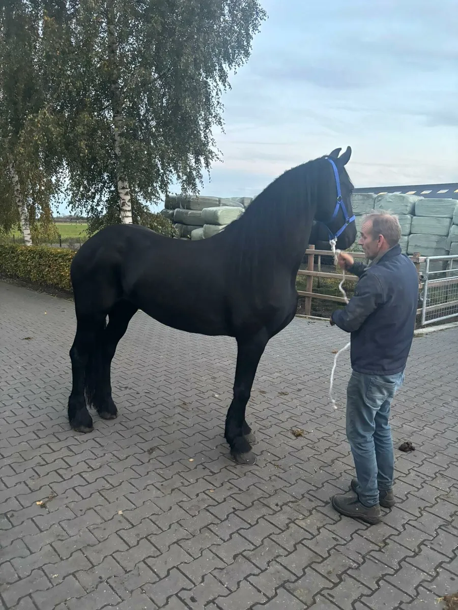 Seliction of Friesians - Image 2