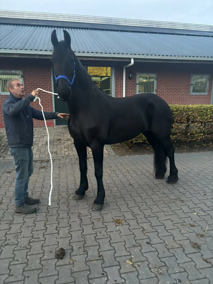 Seliction of Friesians - Image 3