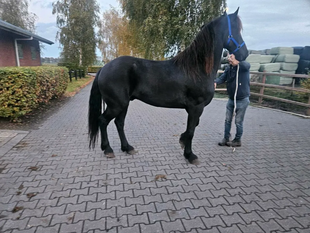 Seliction of Friesians - Image 4