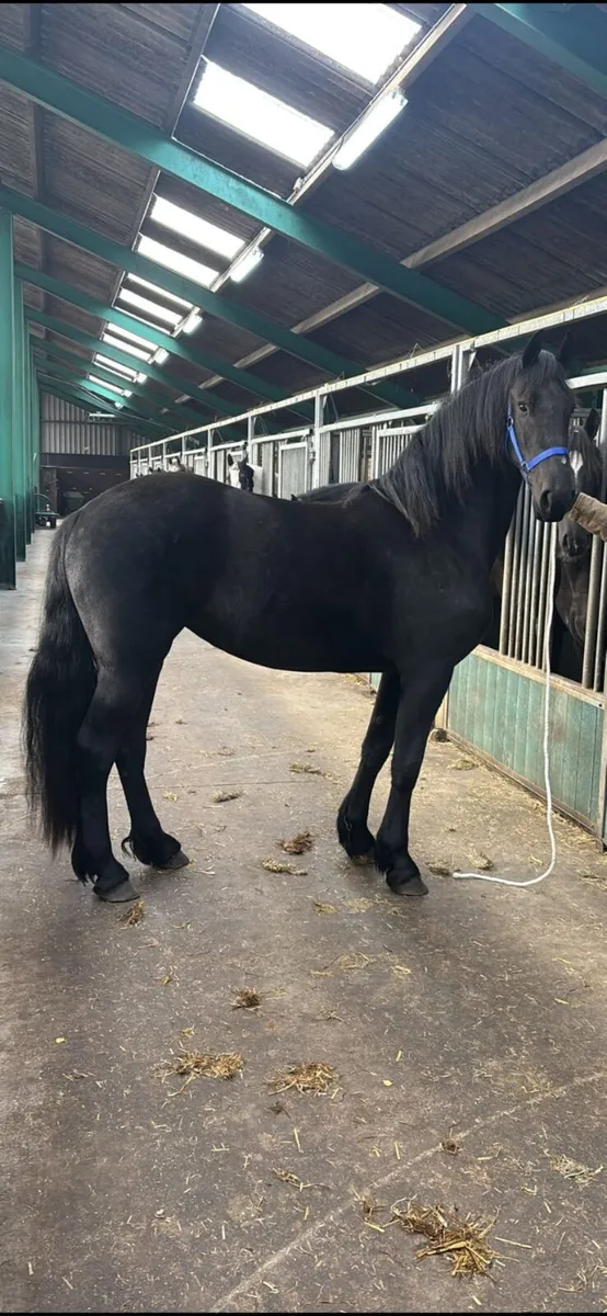 Seliction of Friesians - Image 1