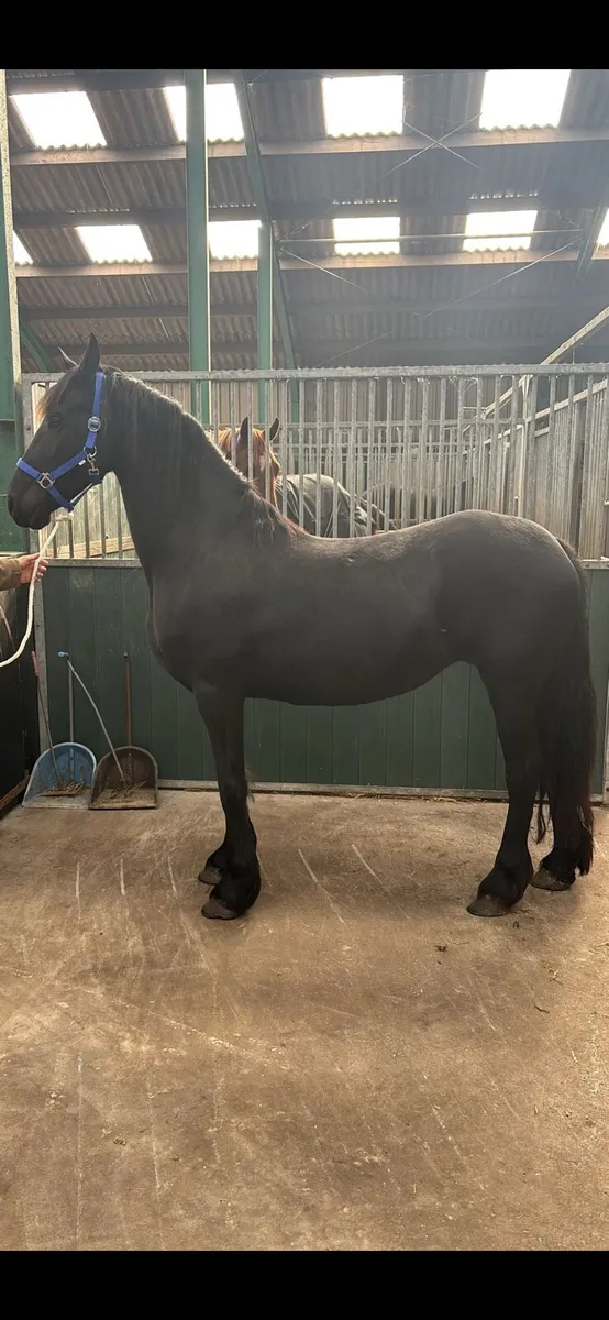 Seliction of Friesians - Image 3