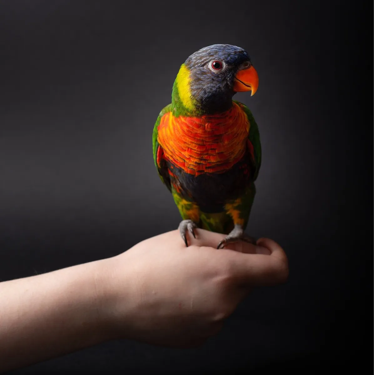 Rainbow Lorikeet - Image 1