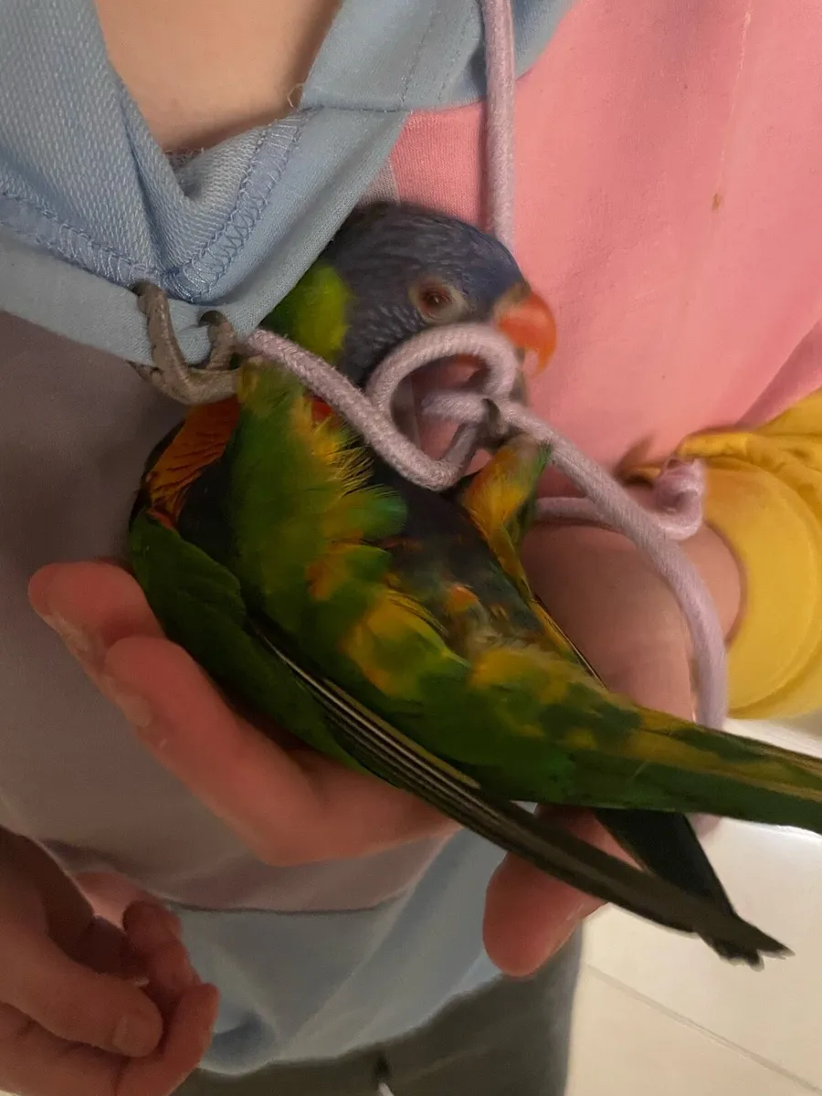 Rainbow Lorikeet - Image 2