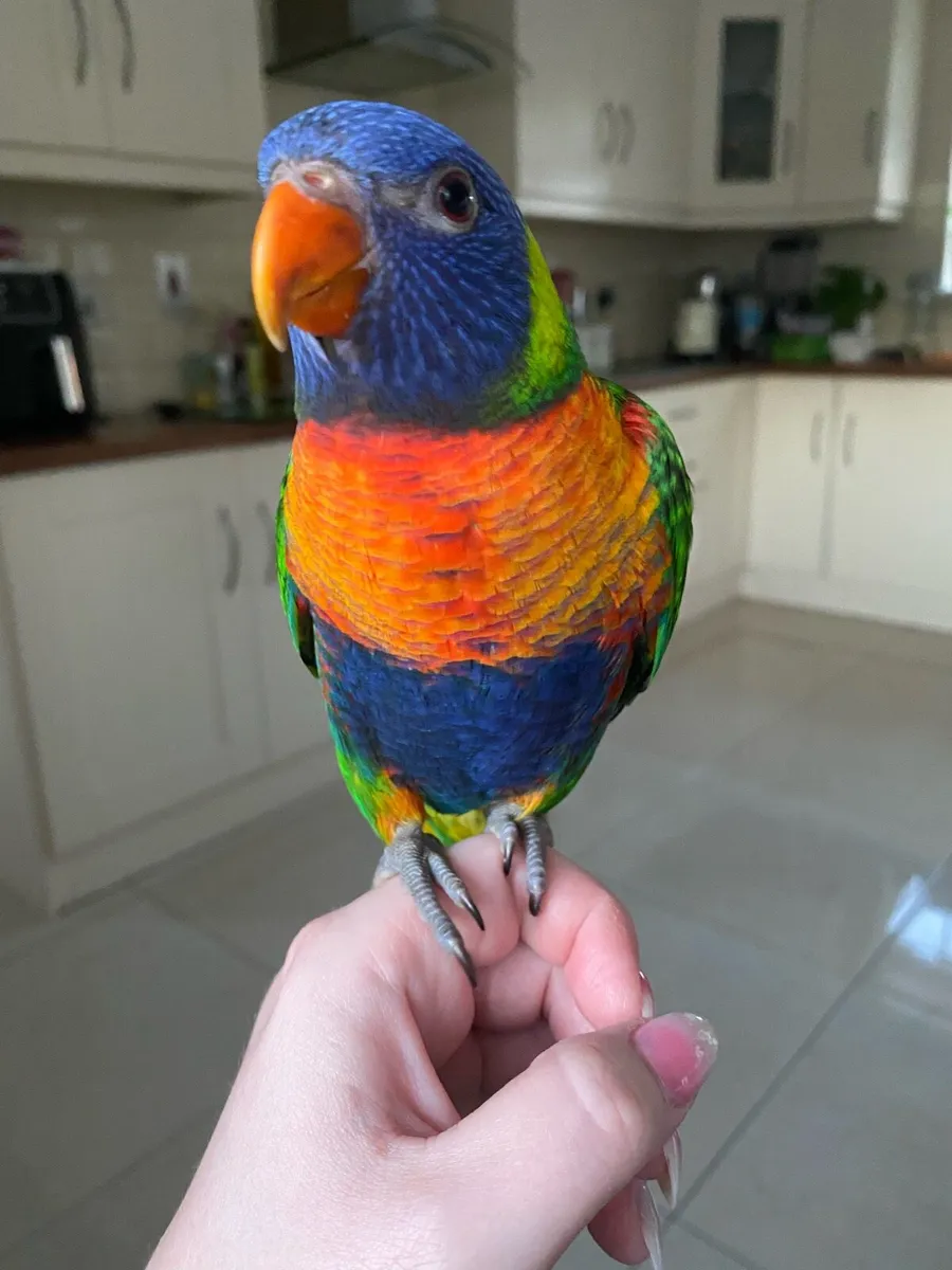 Rainbow Lorikeet - Image 3