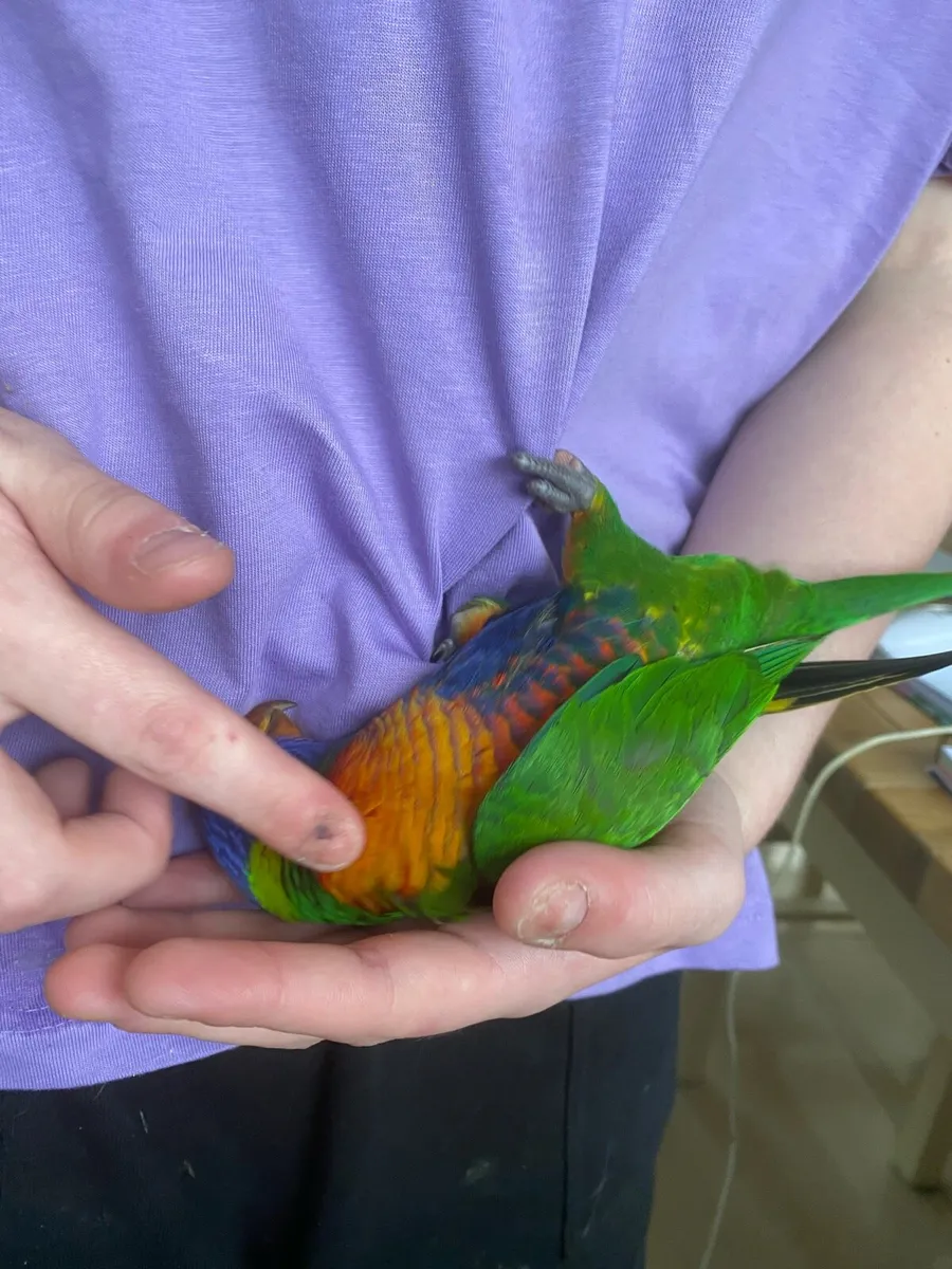 Rainbow Lorikeet - Image 4