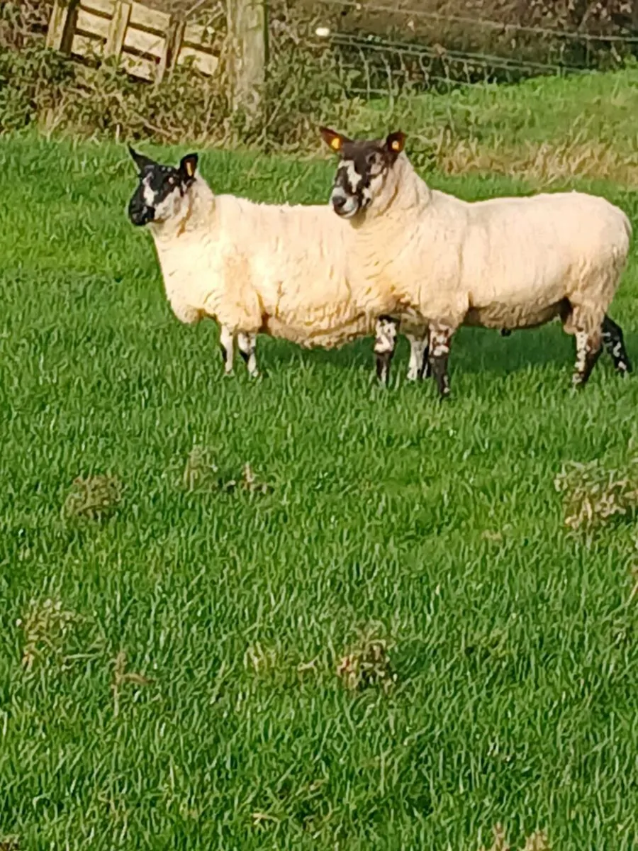 Milford Stock Ram - Purebred - Image 2