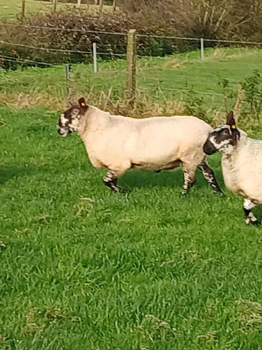 Milford Stock Ram - Purebred - Image 1