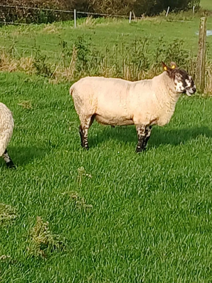 Milford Stock Ram - Purebred - Image 3